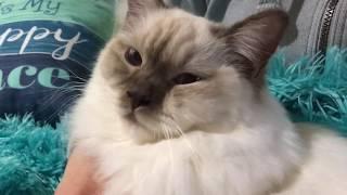 Ragdoll kitten - 5 месяцев спустя - особенности породы рэгдолл - правда ли?