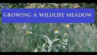 Het aanleggen van een wildweide (graslandhabitat) voor bestuivers, zoogdieren en vogels