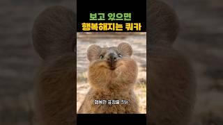 보고 있으면 행복해지는 쿼카 #쿼카 #quokka