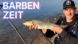 Rhein - Barben bei schwierigen Bedingungen