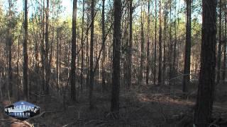 Alabama Land For Sale - 475 +/- in Fayette county