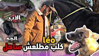 مشينا عند عائلة léo شفنا جد وأب ديالوا وجد ديالوا بطل عالمي ماشاء الله  عطيوني رأيكم على التصميرة 