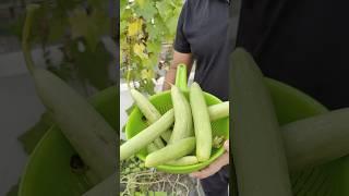 Fresh Organic Sponge Gourd Harvesting