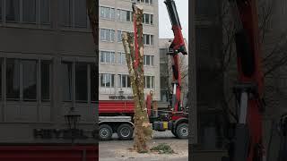 Narren- und Weichnachtsbaum wird abgesägt ...