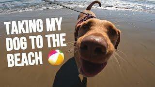 Taking my Dog to the Beach!