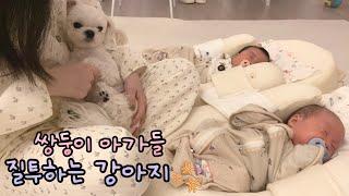 쌍둥이 아기 질투하는 강아지 어떡하죠? 쉽지않은 애개육아