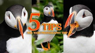 How to photograph Atlantic puffins in Maine (Machias Seal Island)