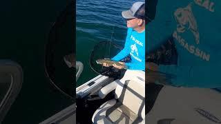 #fishheadassassin #fisheater #fishanatomy