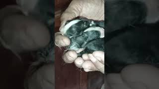 Cutest Baby Rabbits in Goa #okayletsgo24 #video #short #viralvideo