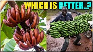 Best BANANA VARIETIES for Commercial Banana Farming