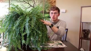 Houseplant Care Guide :: Sword Fern