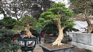 CẶP NGUYỆT QUẾ BONSAI QUÁ ĐẸP CÙNG NHIỀU TÙNG LA HÁN VÀ MAI CHIẾU THUỶ ĐẲNG CẤP GIÁ TIỀN TRĂM