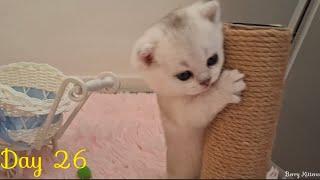 British Shorthair Kittens are so sweet...