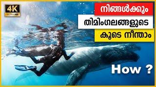 Whale Diving - Complete details | HD | 2024 | Travel Big with a Tiny Budget