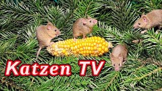 Videos für Katzen Zum Spielen  Mäuse für Katzen Vögel für Katzen