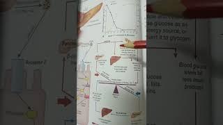 پانکراس چطوری باعث  ترشح انسولین میشه ..