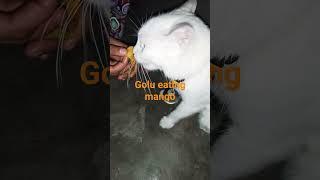 have you ever scene a cat to eat fruit??? you must see this. |Persian cats| oden eye cats| #cat