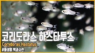 코리도라스 하스타투스 사육정보 [#물생활백과사전]