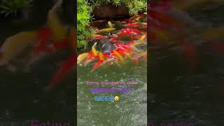 錦鯉在幹麼？What are the koi doing?