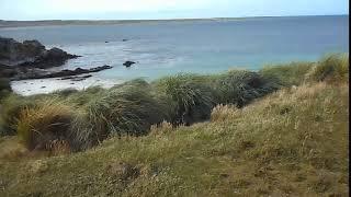 Фолклендські острови. Пінгвіни. Частина 17. Falkland islands. Penguins. Part 17.