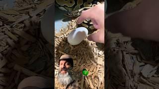 We found another egg! #molinarosnakelab #ballpython #royalpythons #diy #reptiles #babysnale #shorts