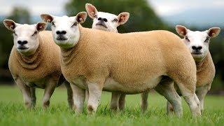 Texel Sheep | Meaty Lean Hardy