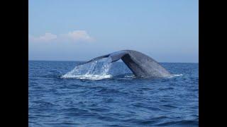 Blue Whale close encounter Newport Harbor California