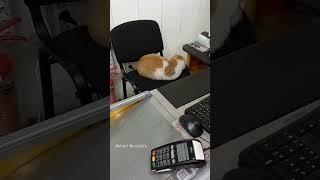 Касир відпочиває, а черга терпляче чекає #shorts #funnyanimals #котики #funnycats #cutecat