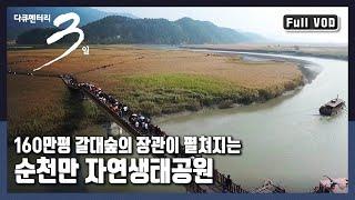 [다큐3일풀버전] 우리나라의 대표적인 생태 관광지! 사람과 자연이 만나는 곳!! "가을, 갈대숲에서 생긴 일 - 순천만자연생태공원" (KBS 20151108 방송)