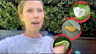 Complete guide to green caterpillars that eat holes in your veg garden & the CABBAGE WHITE BUTTERFLY