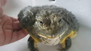 ADORABLE Giant Pixie Frog Shower Time! | African Bullfrog Bath