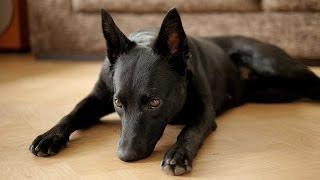 Agnes the Kelpie (Australian Kelpie)