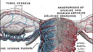 MNEMONIC - Oestrogen Functions!