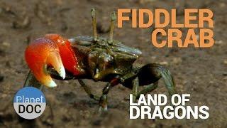 Fiddler Crab. Land of Dragons | Nature - Planet Doc Full Documentaries