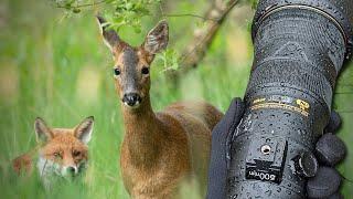 Foxes and Deer TOGETHER | Nikon 500mm PF | Wildlife Photography Vlog