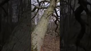 Oak Tree Falling - Lands on Camera!