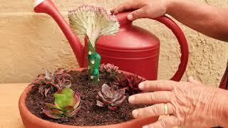 Coral Cactus and Succulent Bowl...Easy to Create