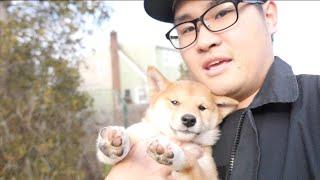 Help!! Mischievous Shiba Inu Puppy! [Vlog #40]