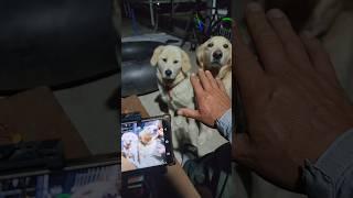 라이브다 집중하고 화이팅 #남해 #뽀끄미 #몽실이 #리트리버 #강아지 #훈련