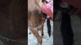 Pregnancy check of a young red cow |Full video |Village info