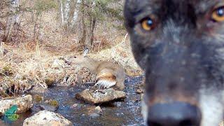 Wolves chasing a seemingly exhausted deer