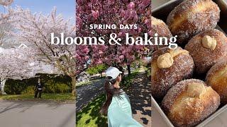 a few spring days  cherry blossoms, making brioche donuts & banana bread