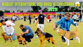 Biggest International Dog Show in Chandigarh 2023