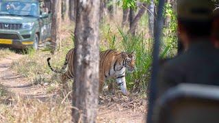 Tiger, Bear, Giant Squirrel and more - Safari in Satpura