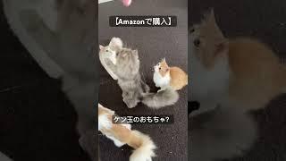 【商品レビュー】Amazonで話題のおもちゃ #猫動画 #多頭飼い #サイベリアン #shorts