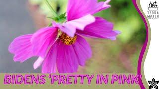 Growing BIDENS 'PRETTY IN PINK': Quick Tips!