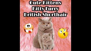 cute kitten #cutecat #nicecat #catfancy #cats #shorts #meow #britishshorthair #youtubeshorts