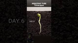 Pee grow process #viralvideo #trending #trendingshorts #cr7 #garden #agriculture #gardening #plants