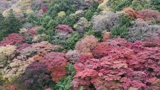 늦더위에 미뤄진 단풍철, 국립공원 탐방객 추이도 변화 / YTN 사이언스