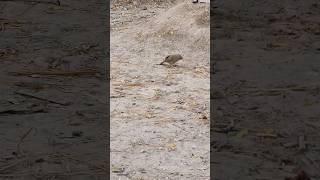jungle babbler chirping  #youtubeshorts #viralvideo #shorts